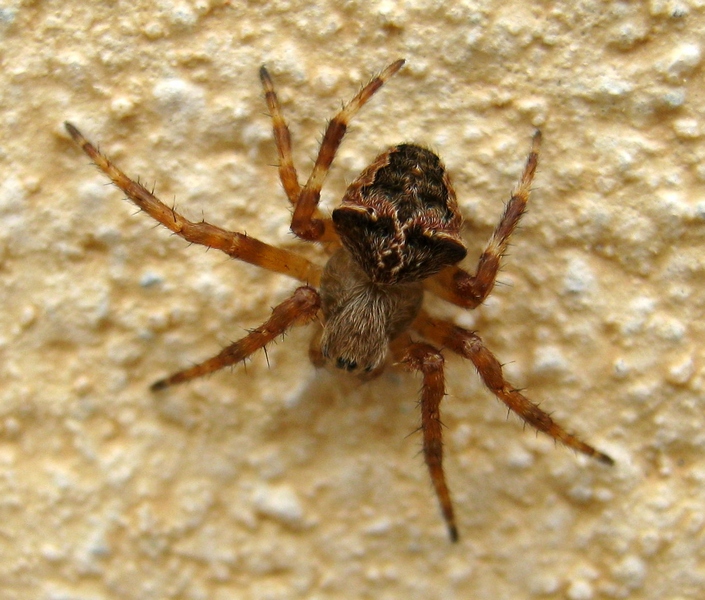 Araneus sp. - Villorba (TV)